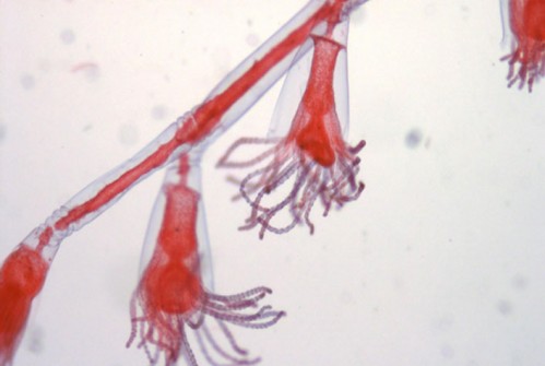 Microscopic Image 3